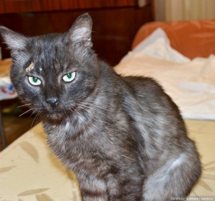 Не проходите мимо! Срочно нужна ваша помощь больным котикам и котятам (фото 6)