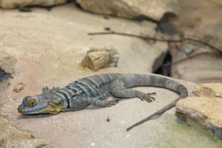 По Германии: зоопарк Лейпцига, часть 1