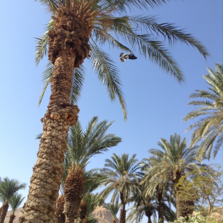 Белое солнце пустыни. Ч.1 Дорога к морю