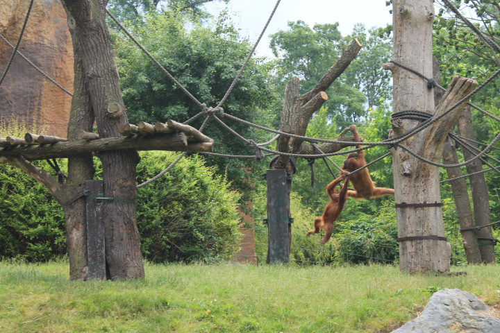 По Германии: зоопарк Лейпцига, часть 3