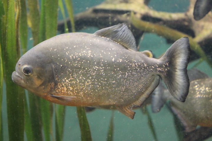 По Германии: зоопарк Лейпцига, часть 2