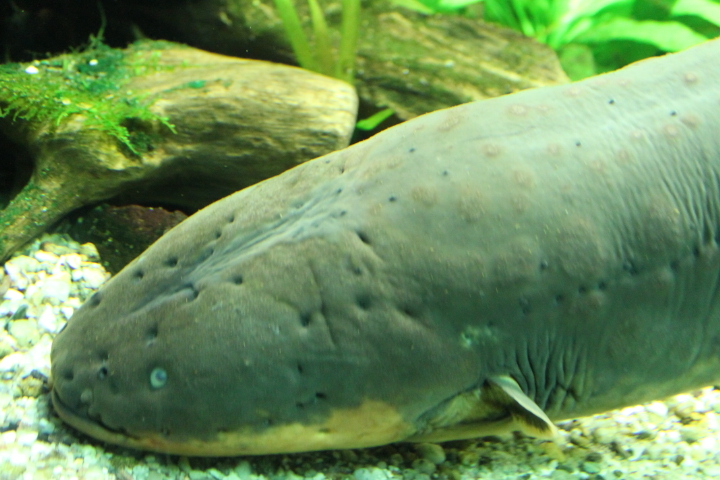 По Германии: зоопарк Лейпцига, часть 1