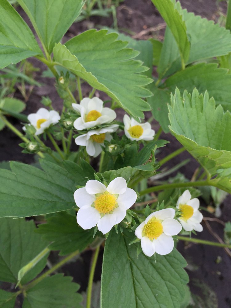 Неожиданная радость - Подружки Готц