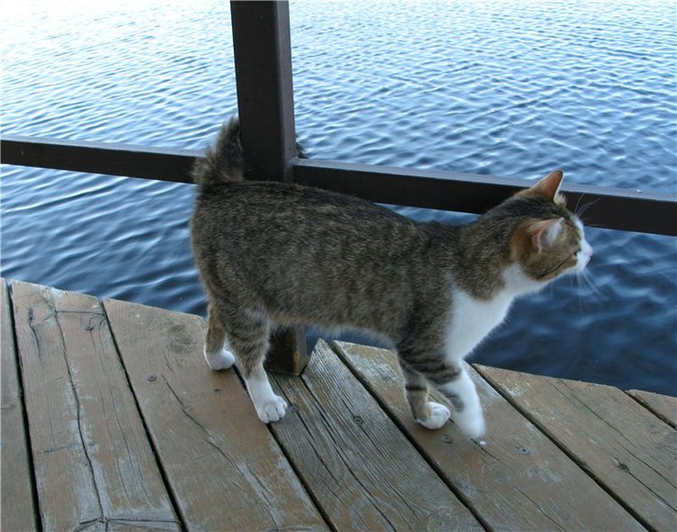 Прогулка с Райли. Riley от автора Helen Kish