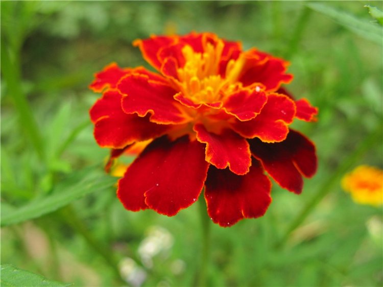 Осенний блюз — Куклы Heidi Plusczok (Хайди/Хейди Плюсчок) — фото (фото 10)