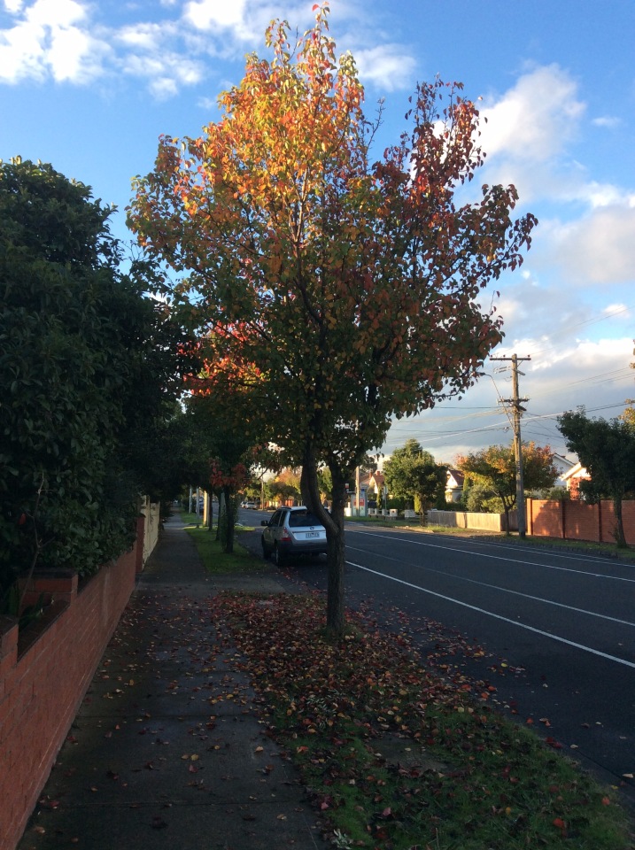 Осень в Австралии — Одежда и обувь для кукол BJD (БЖД): 1/3
