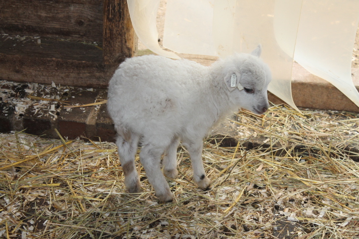 По Германии: зоопарк Лейпцига, часть 2