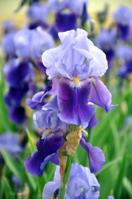 Моя вторая Olivia от Helen Kish | Бэйбики Моя вторая Olivia от Helen Kish