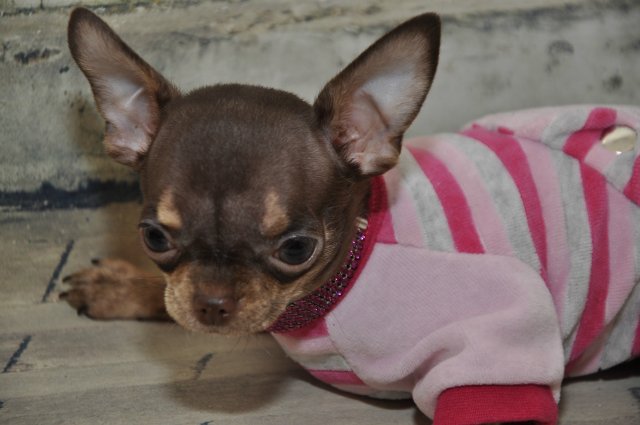 Лайла (Кайе Виггз) с Феней (чишечка). Надеюсь, что любителей собачек на сайте также много, как и поклонников кукол от Кайе