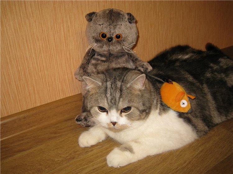 Кошки-мышки! Котик Басик — Кот Басик (фото 9)