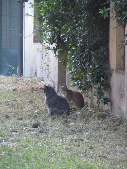 "Моя Италия". Часть 3 - Виареджо, Лукка, Пиза