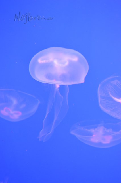 Питер - самый лучший город на земле! Вихтель Rosemarie Anna Muller