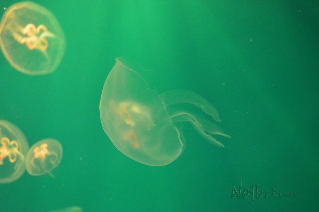 Питер - самый лучший город на земле! Вихтель Rosemarie Anna Muller