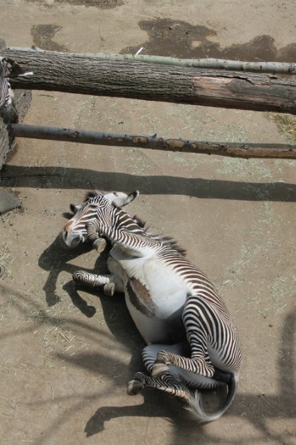 Сказка о Мишеле, BJD часть 2