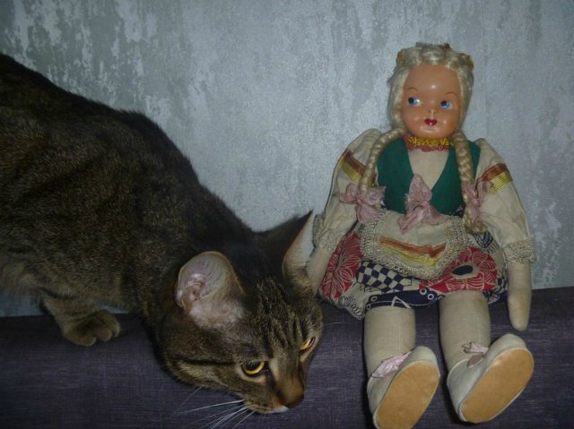 Моего кота не волнуют конкурсы, он просто любит фотографироваться