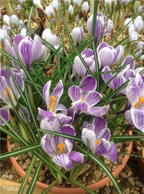 Репетиция весны в "Аптекарском огороде" (фото 2)
