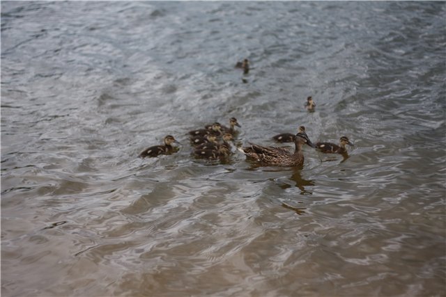 Трое в лодке, не считая собаки