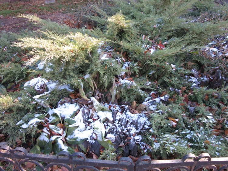 Утренняя прогулка в парке Горького с Соломоном и Анхен, или О сложностях гуляния с собакой и куклой одновременно (фото 10)