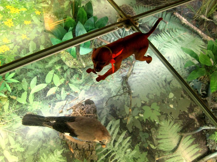 День в музее. Анжела в Государственном Дарвиновском музее