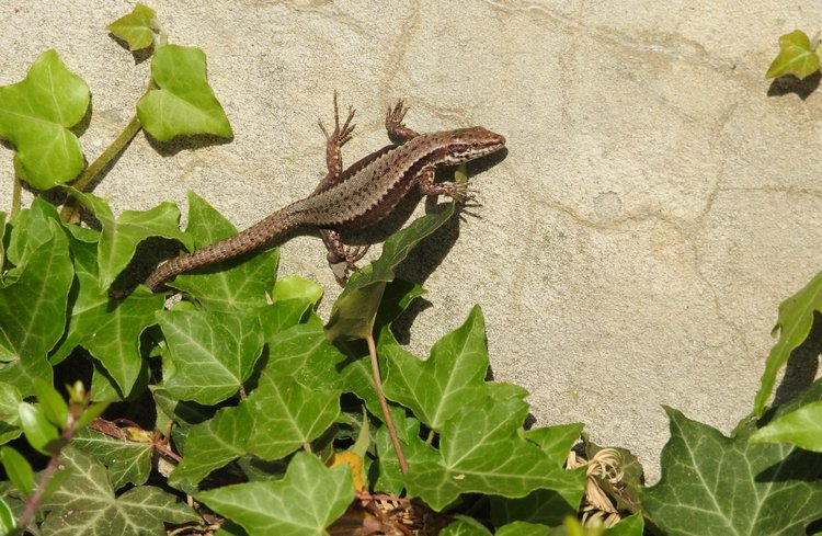Словения, Светланка и маленький «герой» в одном ботинке