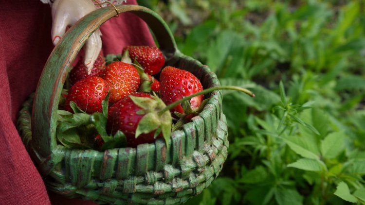 По ягоды — Антикварные куклы Bahr & Proschild (BP): Бар и Прёшильд