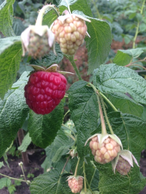 Последние летние выходные на даче с малышкой Авери от H. Kish (фото 8)