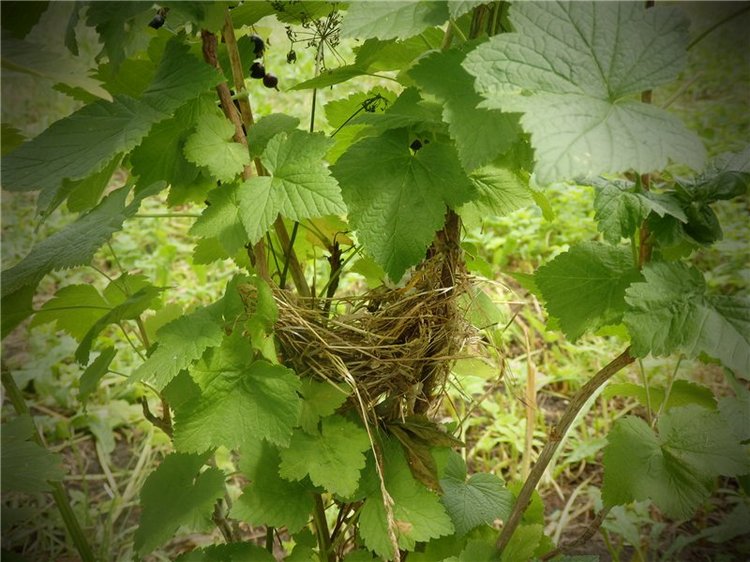 Лесная сказка или Варварка на Нугуше