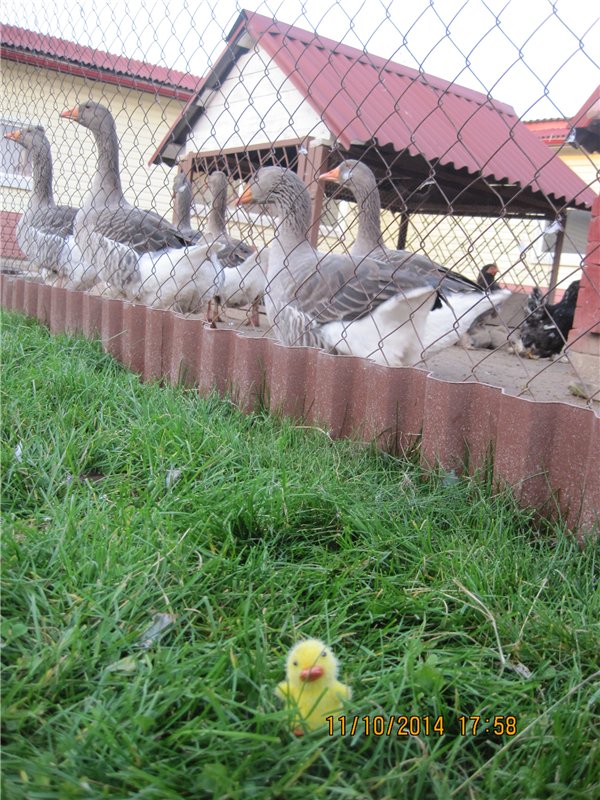 Дружок — Интересные игрушки и фигурки (разное): редкие