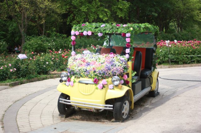 Выставка роз в Сеуле — Туризм и путешествия: фотоотчеты из поездок