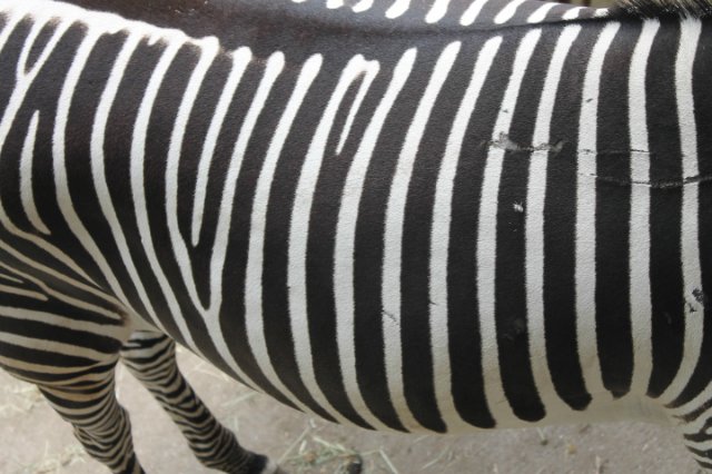 Сказка о Мишеле, BJD часть 2