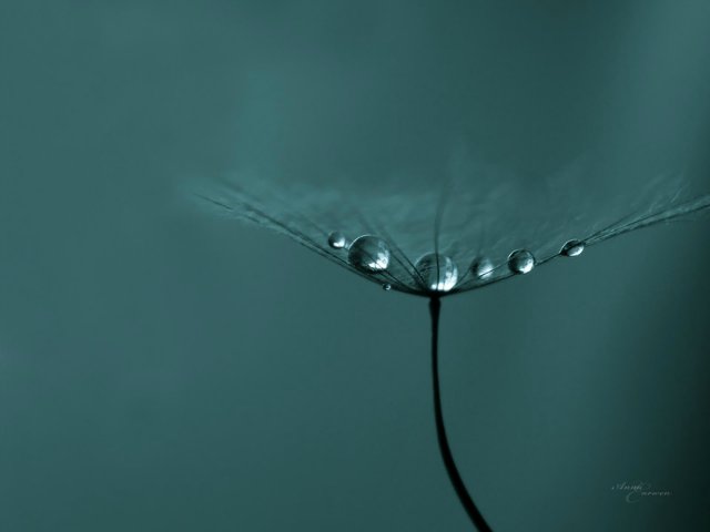Капелька :) — Интересное и необычное: фотоподборки