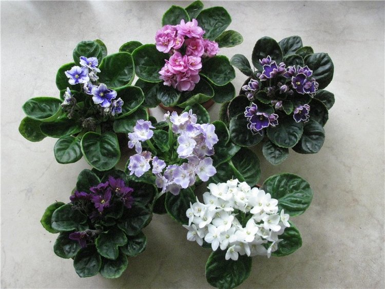 Моя Адора Фиалка — Куклы Adora (Адора): коллекционные виниловые (фото 6)