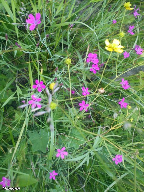 Манюнькино лето-2 (Полевые цветы) PukiFee Ante (фото 10)