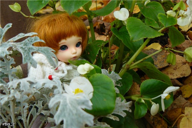 Вот так погуляли или Как у нас появилась кукла БЖД LittleFee Ante Elf (фото 2)