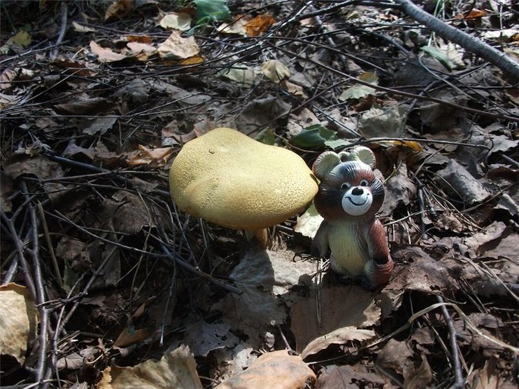 Миша-Мишанька-Моя любимая игрушка детства (фото 6)