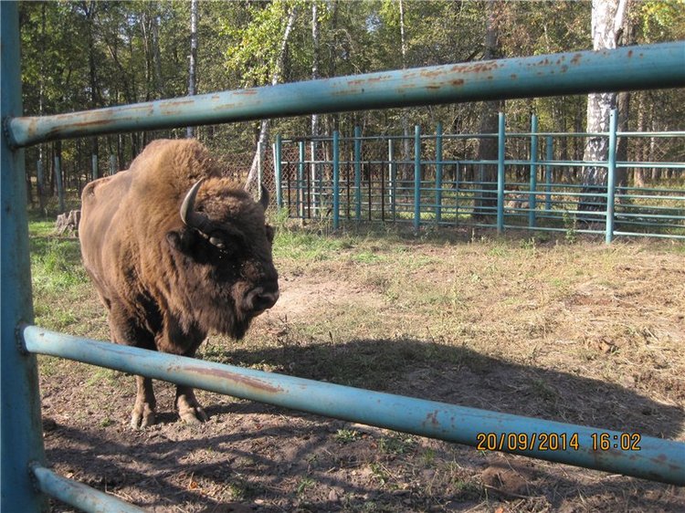 Давайте знакомиться! Мусенька - Realpuki Kaka Basic;)