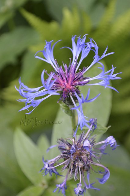 Яркие краски. Вихтели Rosemarie Anna Muller