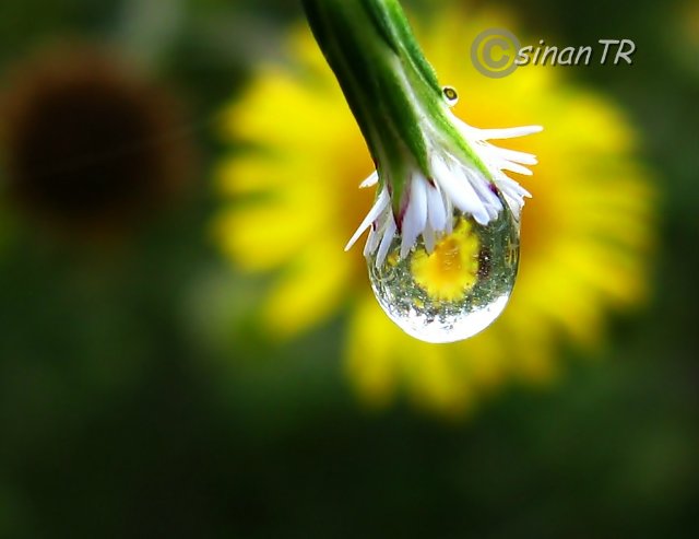 Капелька :) — Интересное и необычное: фотоподборки