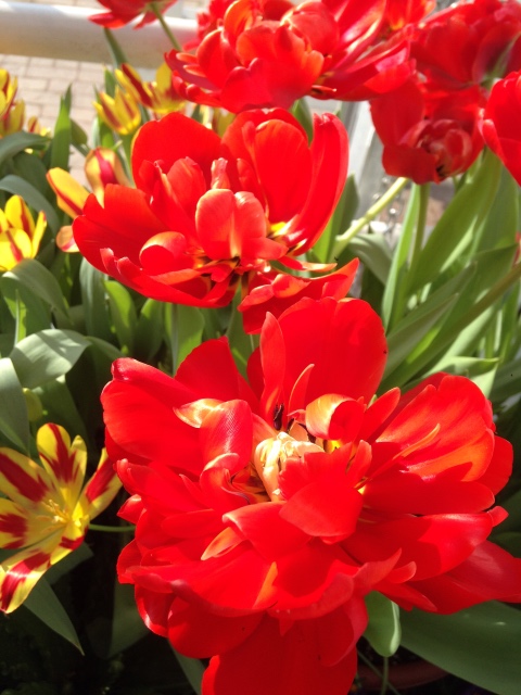 Прогулка Эмили в аптекарском огороде. H. Maciak | Бэйбики Прогулка Эмили в аптекарском огороде. H. Maciak