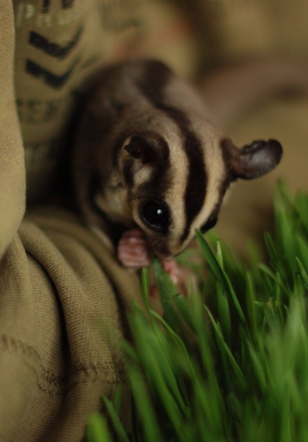 Космос — В мире животных: смешные фото питомцев и зверей