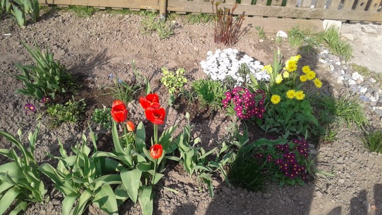 Природа Пскова: из весны в лето