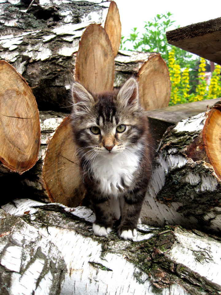 Бабушка из сказки — Коллекционные игрушки и фигурки: Lego