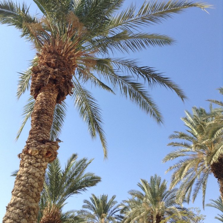 Белое солнце пустыни. Ч.1 Дорога к морю