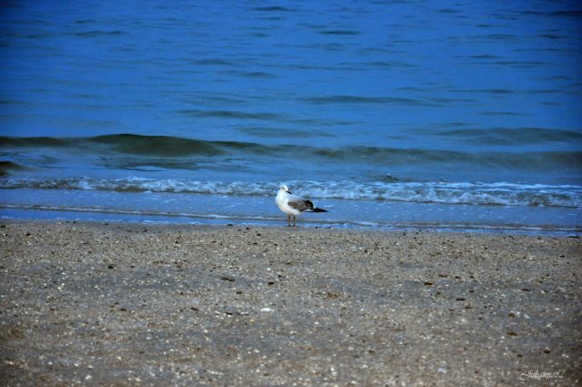А...МОРЭ...МОРЭ...!!! Littlefee Bisou (Герда) на отдыхе