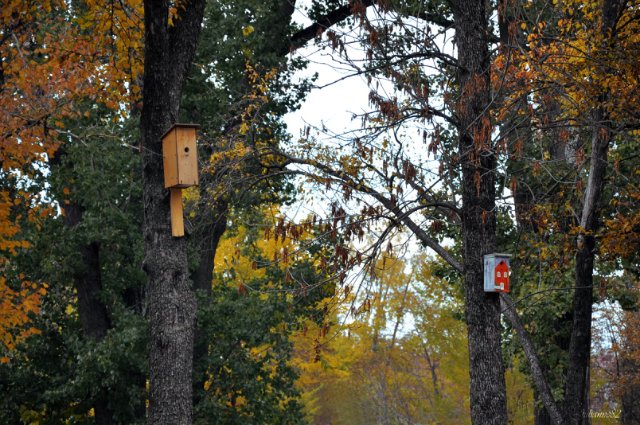 Осенняя прогулка... Littlefee Bisou от Fairyland (фото 8)