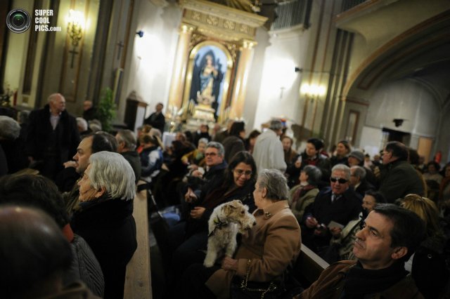 Мне вслед глядит душа кошачья... 4 октября - день памяти святого Франциска и Международный день животных