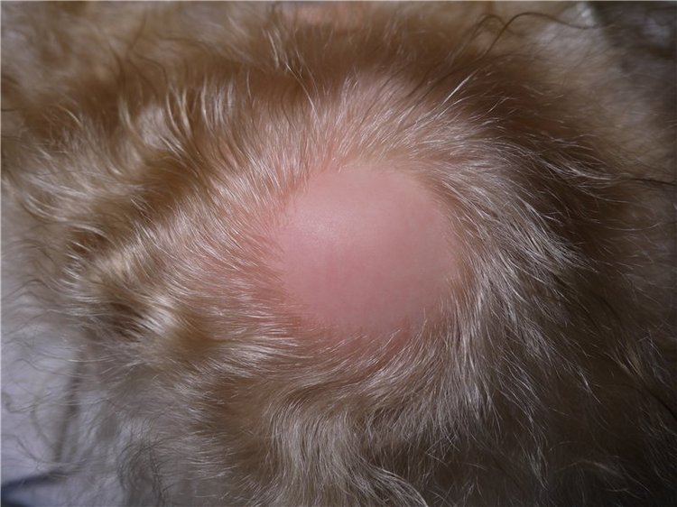 Малыш эльфик Василёк из молдика Офелия, кукла реборн Натальи Фединой, Baby-Zest