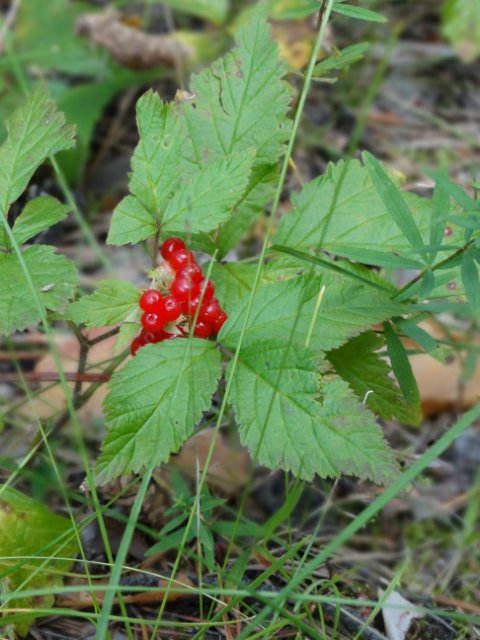Лесные покатушки — Куклы Annette Himstedt (Аннетт Химстедт): коллекционные