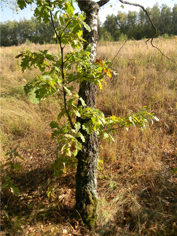 В сентябре пришло к нам лето! Мальва Zwergnase, мой рыжий эльфик