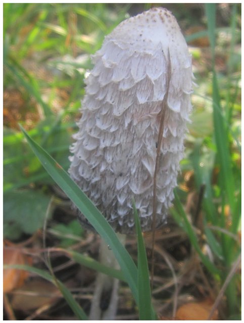 "Неприятный случай" или Ёжик, осень, грибочки. Wichtel, Rosemarie Anna Muller